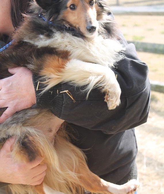 Bali – Sheltie  |  ADOPTED!