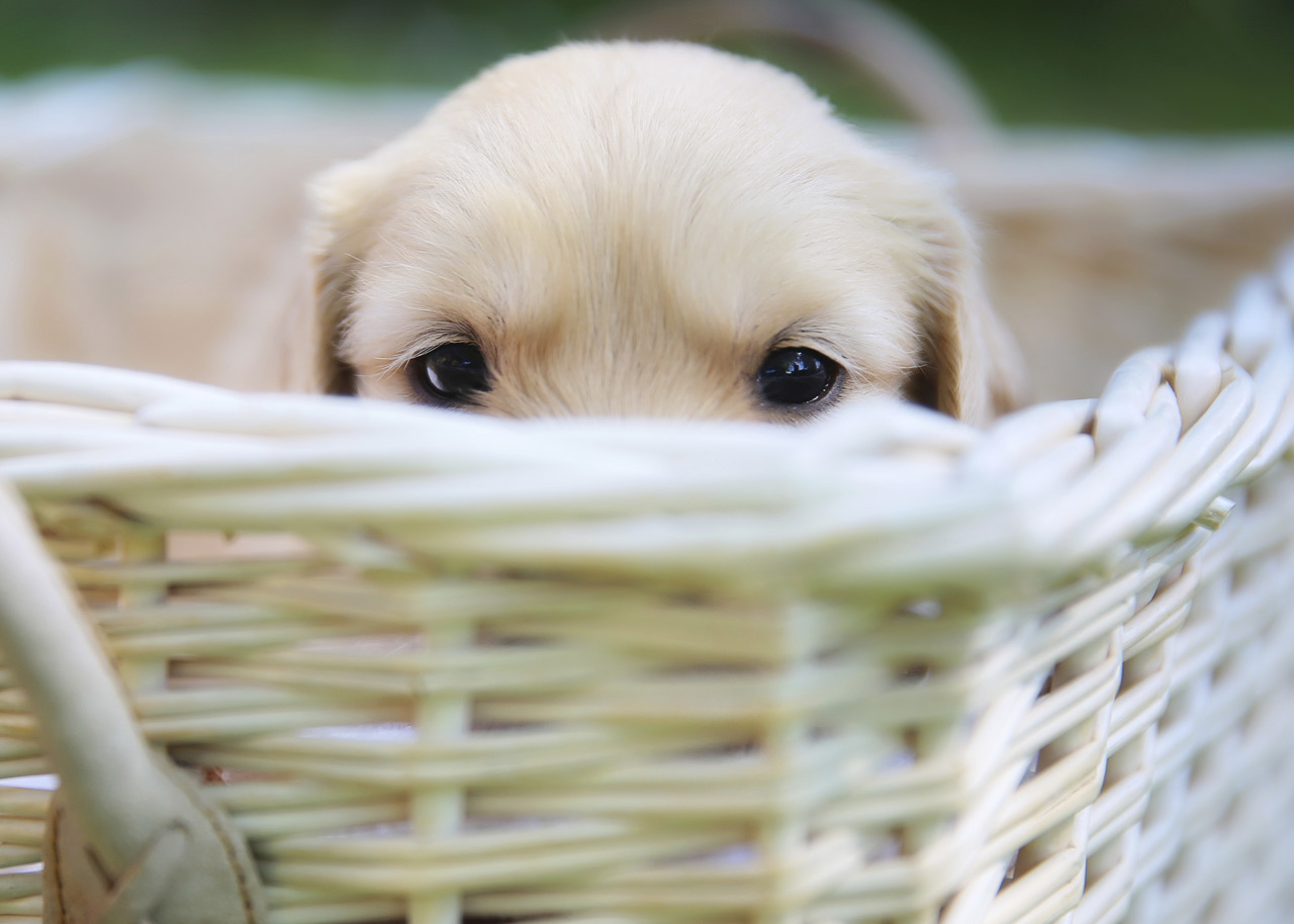 Puppy Peekaboo
