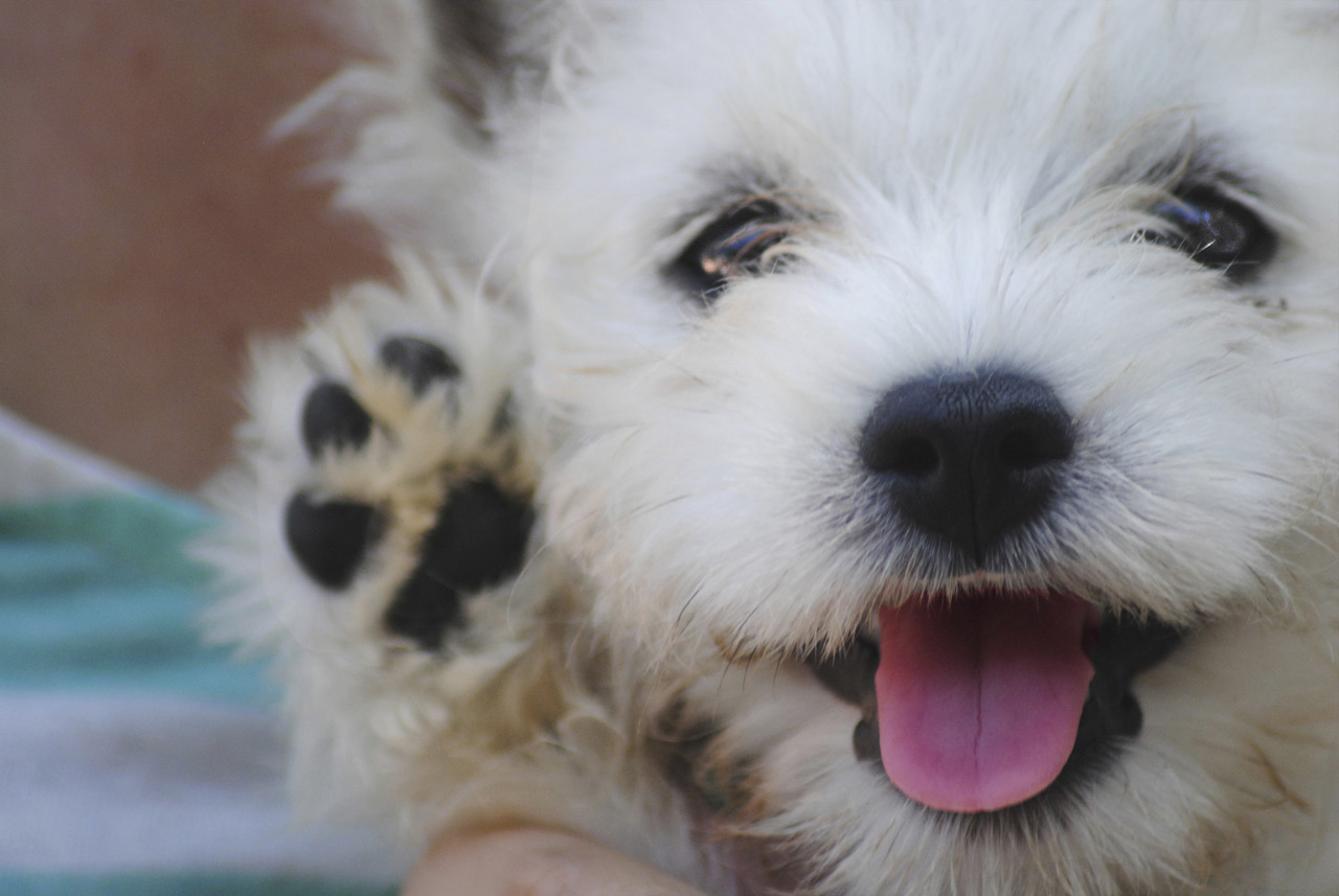 PuppyWave