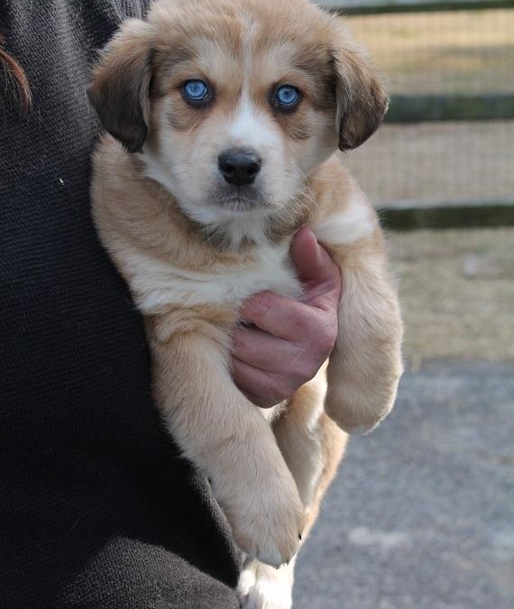 Sweet William – Australian Shepherd Mix & Spaniel  |  ADOPTED!