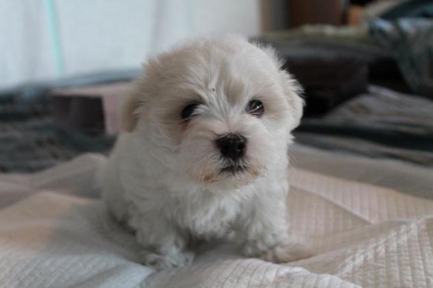 Charm – Maltese  |  ADOPTED!