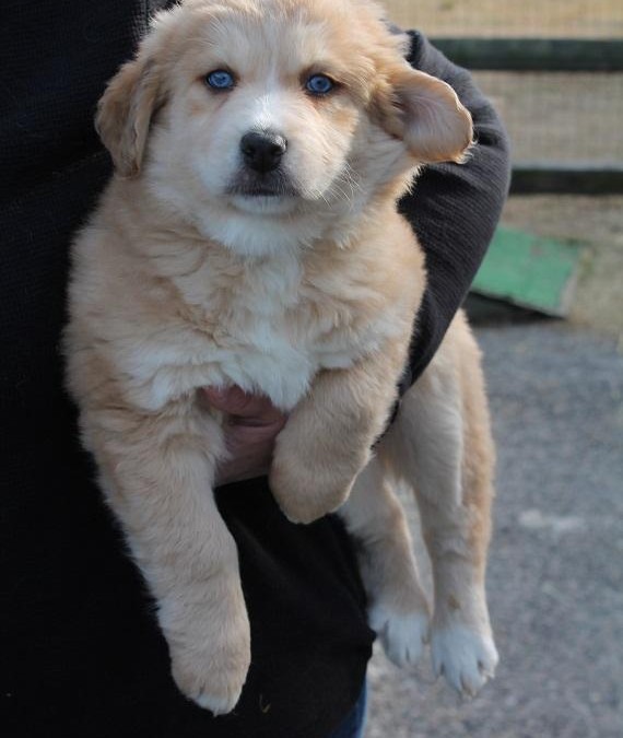 Daffodil – Australian Shepherd Mix & Spaniel  |  ADOPTED!