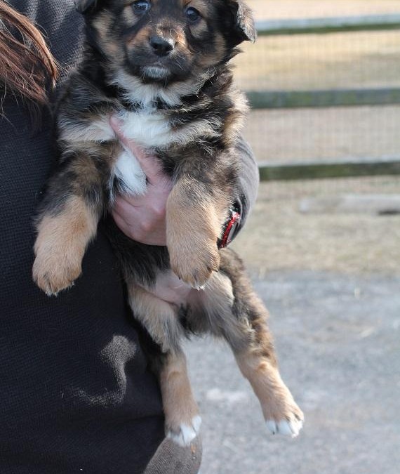 Daisy – Australian Shepherd Mix & Spaniel  |  ADOPTED!