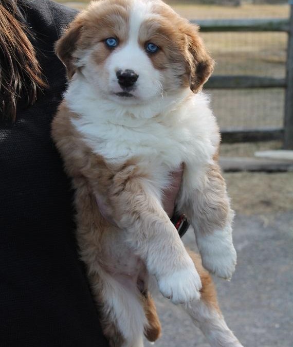 Lilac – Australian Shepherd Mix & Spaniel  |  ADOPTED!