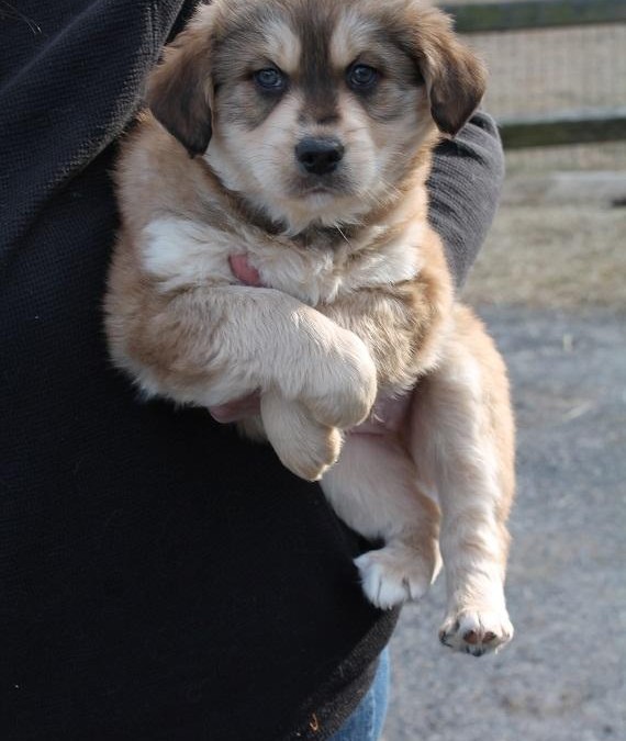 Poppy – Australian Shepherd Mix & Spaniel  |  ADOPTED!