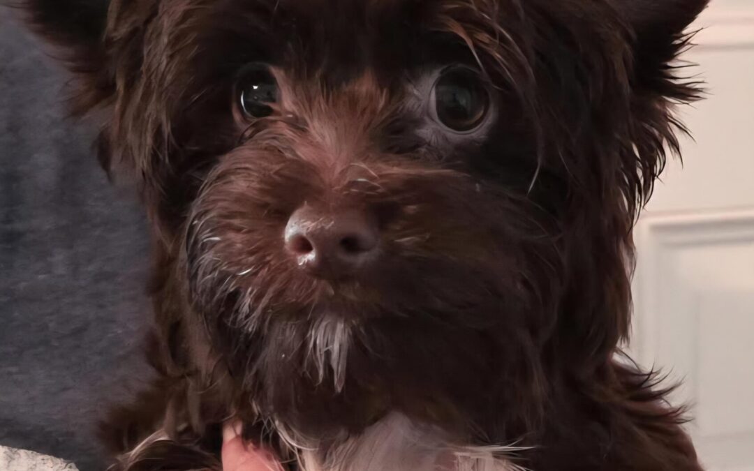 Aster-yorkie, Wags & Wishes, Cambridge MD