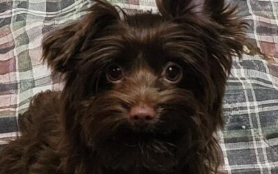 Poppy