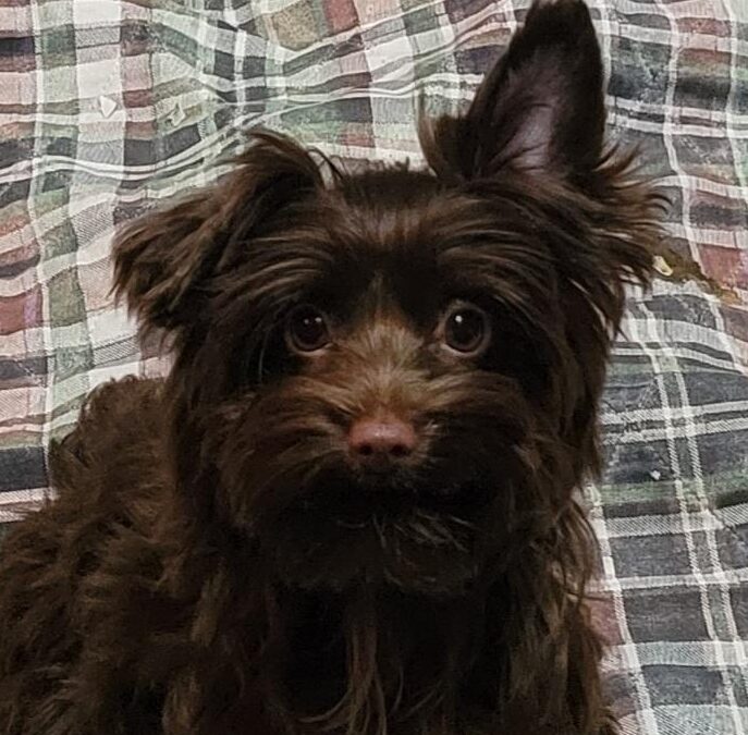 Poppy-yorkie, Wags & Wishes, Cambridge MD