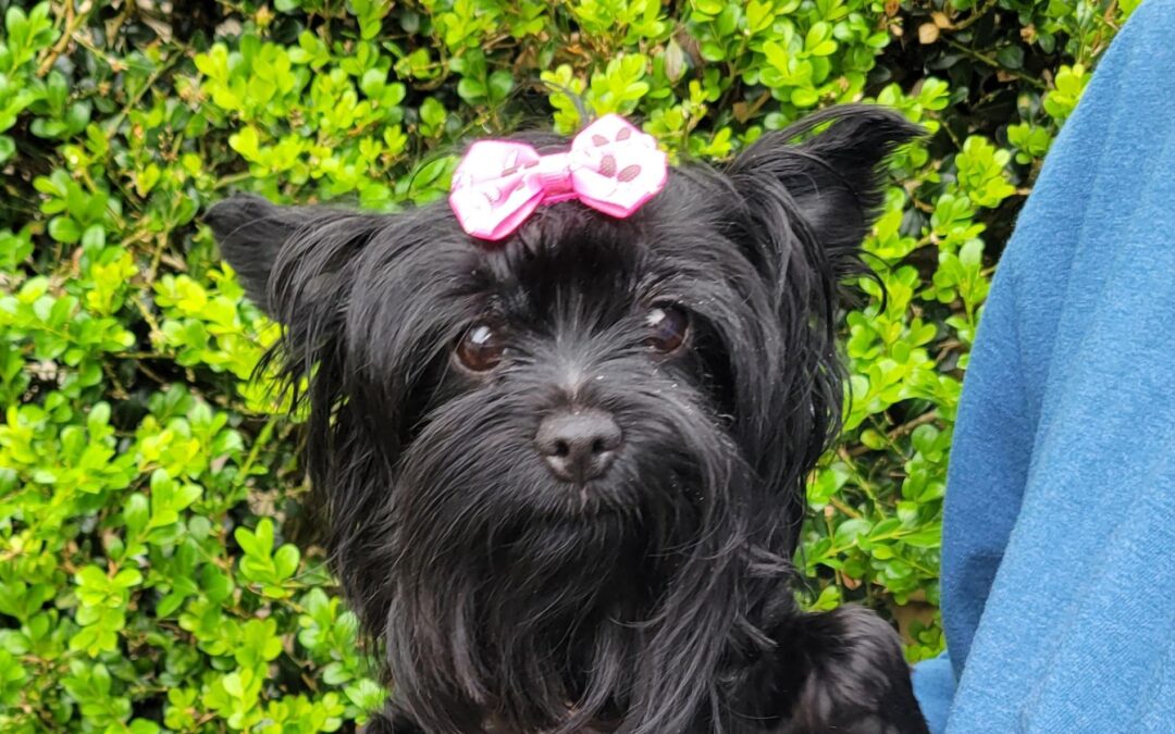 Rayn, yorkie, wags & wishes, MD