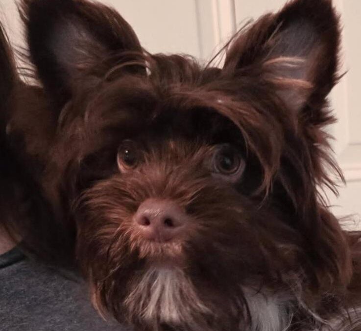 Reed-yorkie, Wags & Wishes, Cambridge MD
