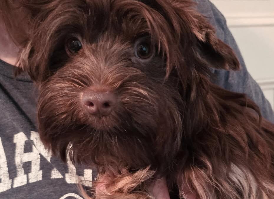 Sage-yorkie,Wags & Wishes, Cambridge MD